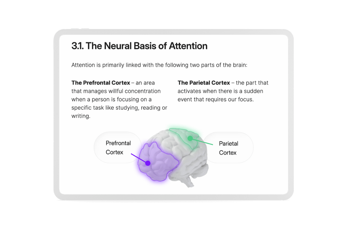 The Neural Basis of Attention WP The Neural Basis of Attention WP